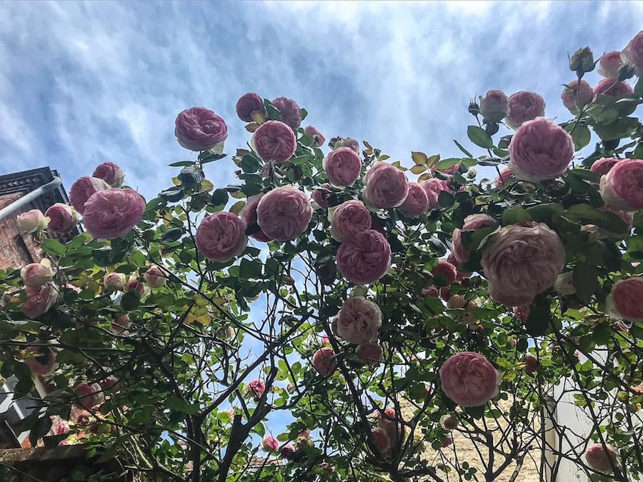 a big bush of pierre de ronsard roses. multiple pink blooms