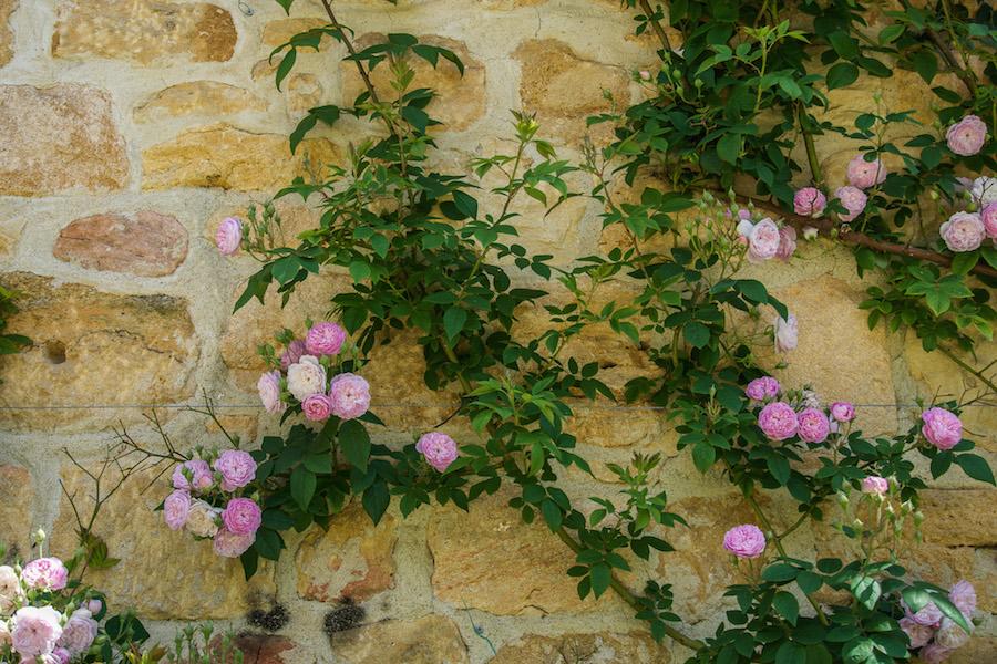 Pierre de Ronsard roses against a yellow stone wall