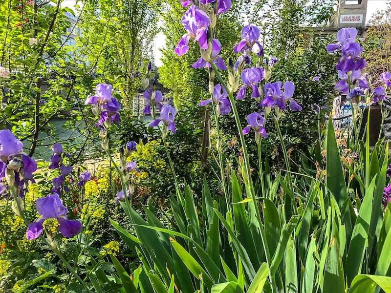 purple irises growing
