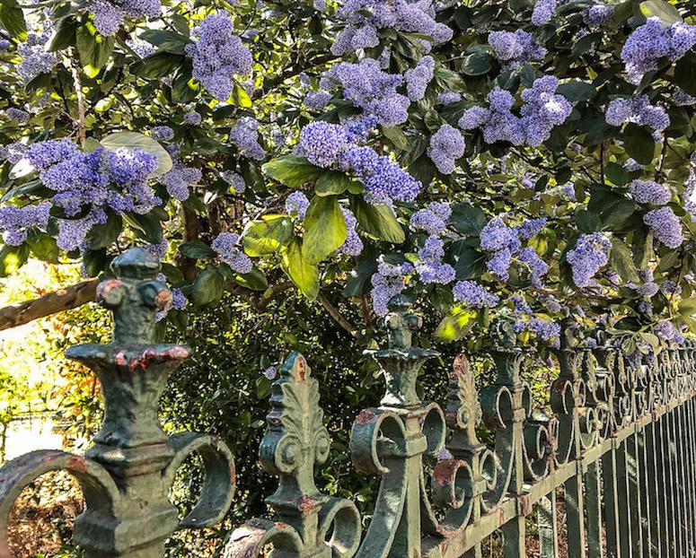 small purple flowers, like small lilacs, sitting above a gate