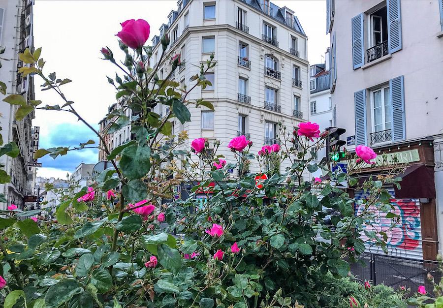 a bush of pink roses blooming with white Parisian buildings behind