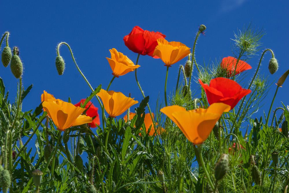 Red and orange poppies with the blue sky behind