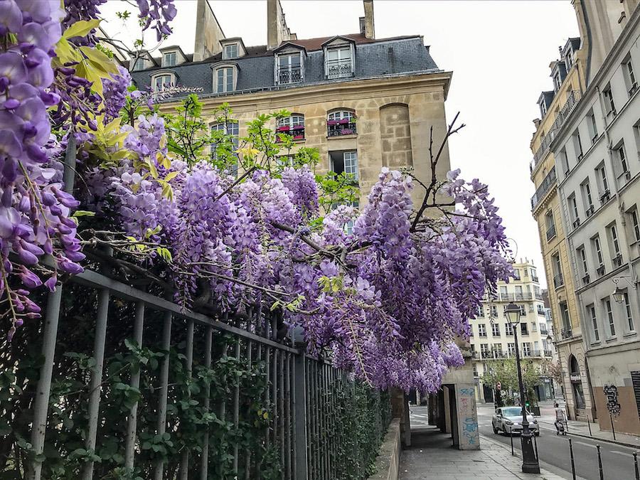 Wisteria in Paris hanging over a fence