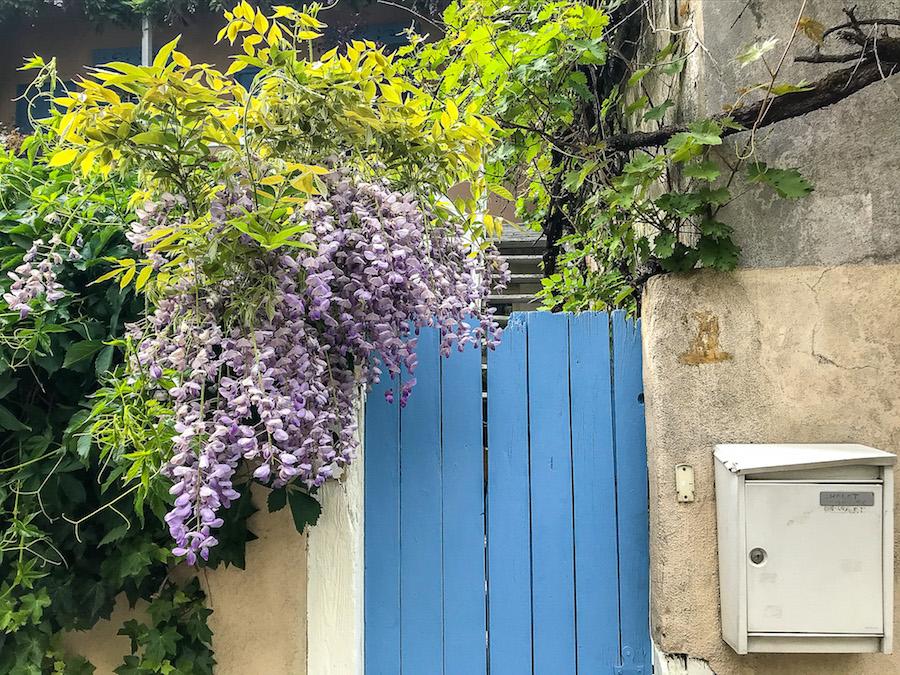 spring flowers in Paris - wisteria 