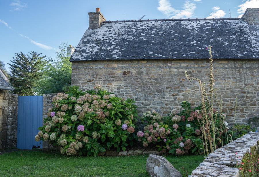 stone Breton house with pink hyrdangeas and a blue gate on ile aux Moines, Brittany France