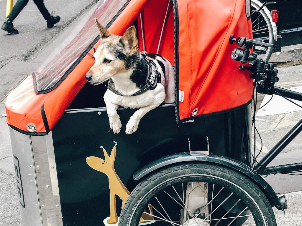 Parisian culture - their dogs!