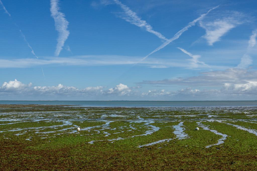 La Flotte Ile de Ré: low tide, bright green seaweed