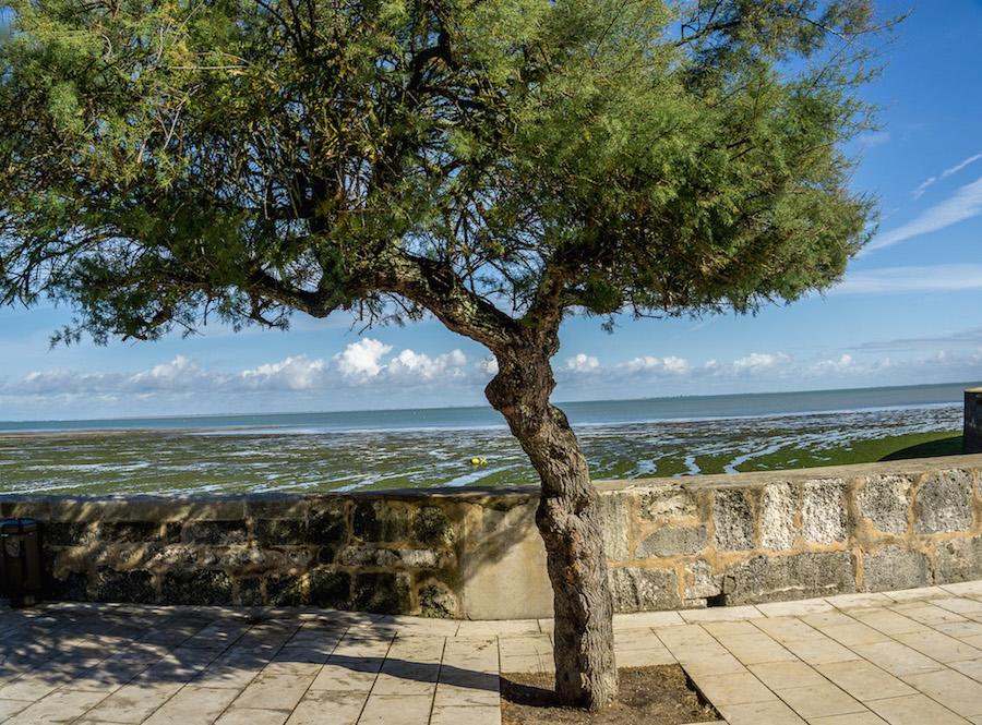 La Flotte Ile de Ré: gnarled tamarack tree with low tide behind