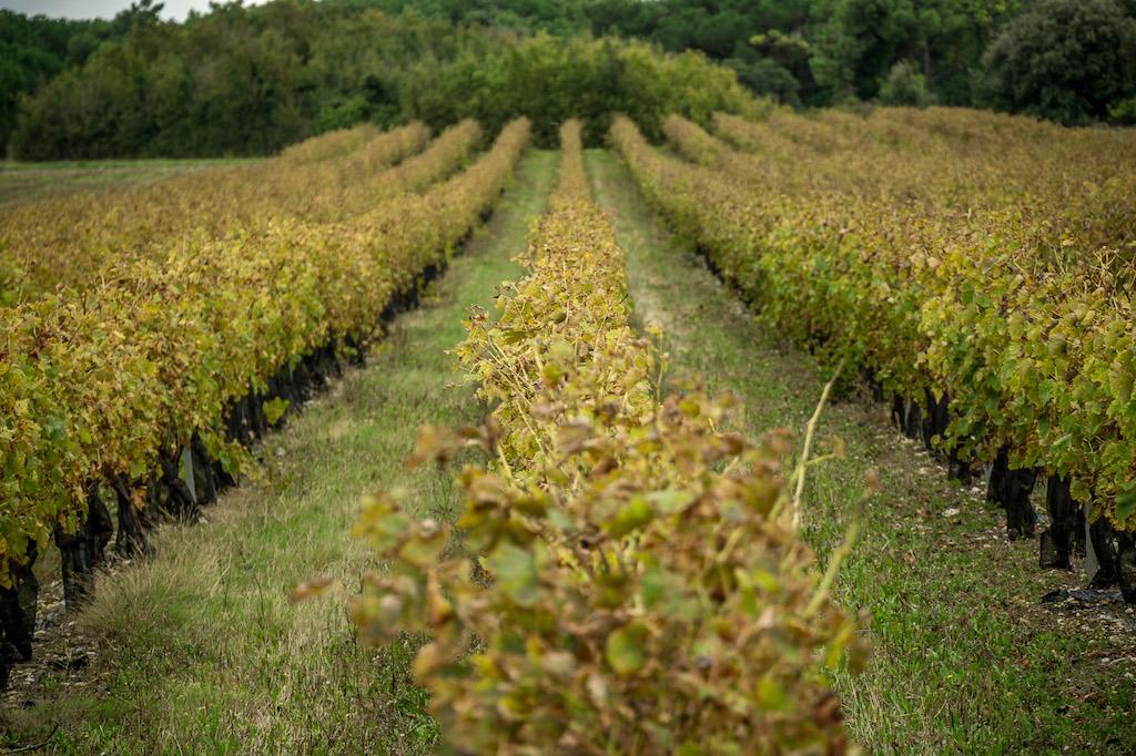 La Flotte Ile de Ré: vineyards with fall colours
