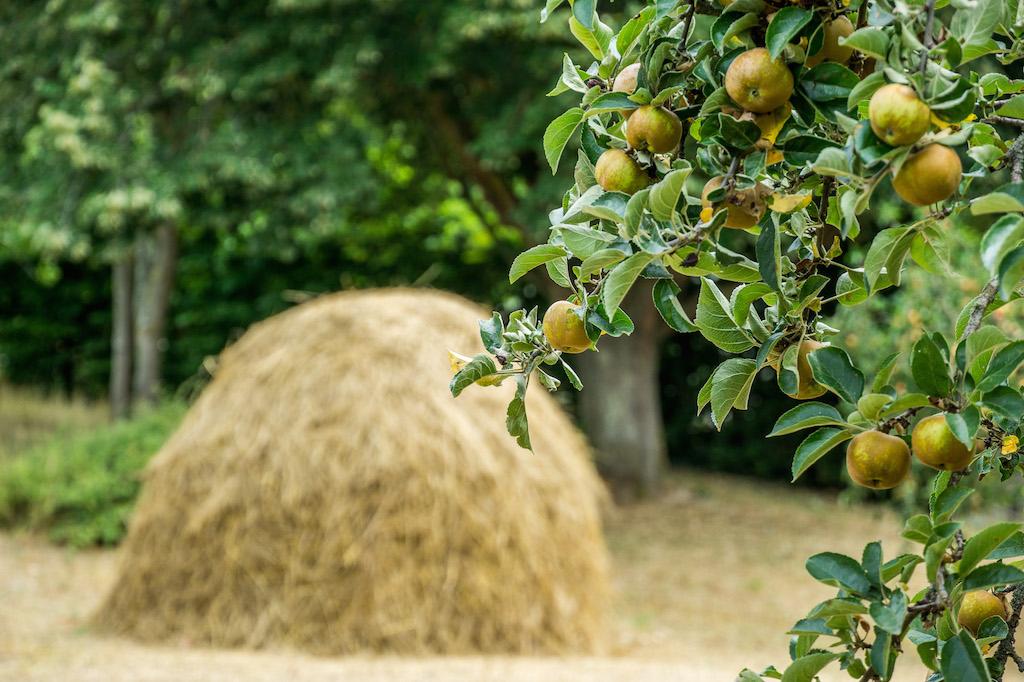 Giverny France - haystacks and apple trees