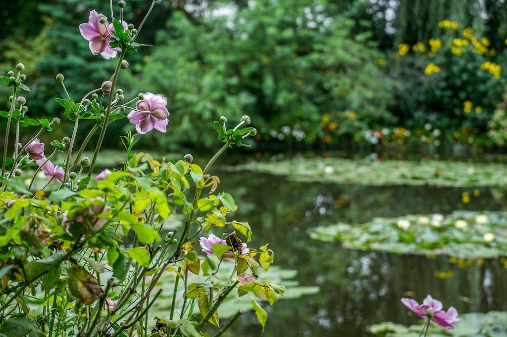 Lily gardens at Giverny - Day Tour from Paris 