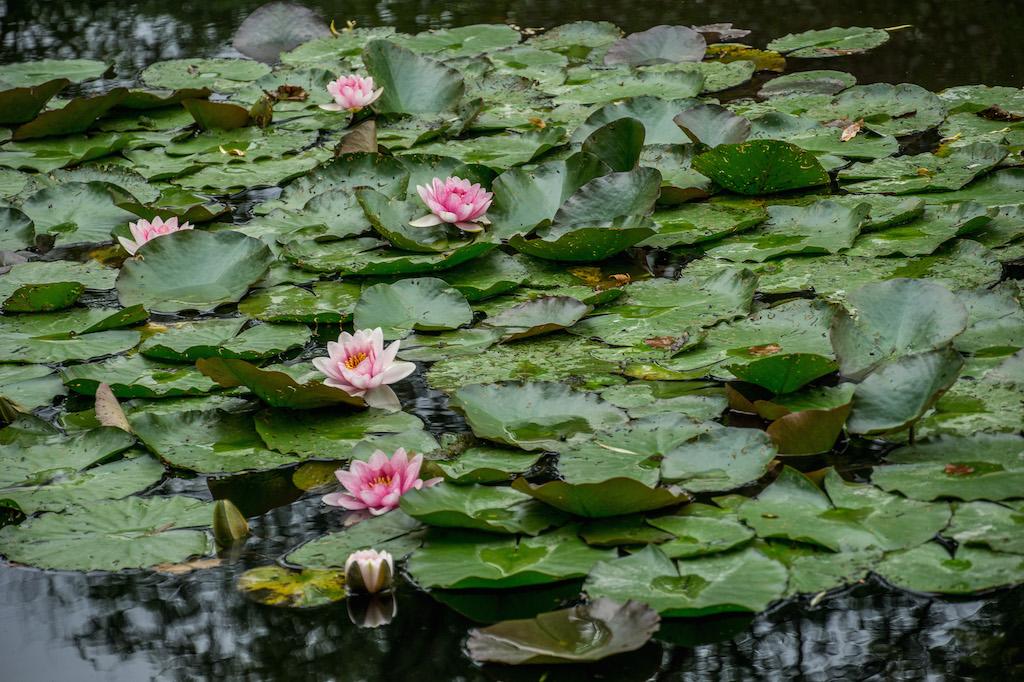 Giverny France- water lilies in the pond