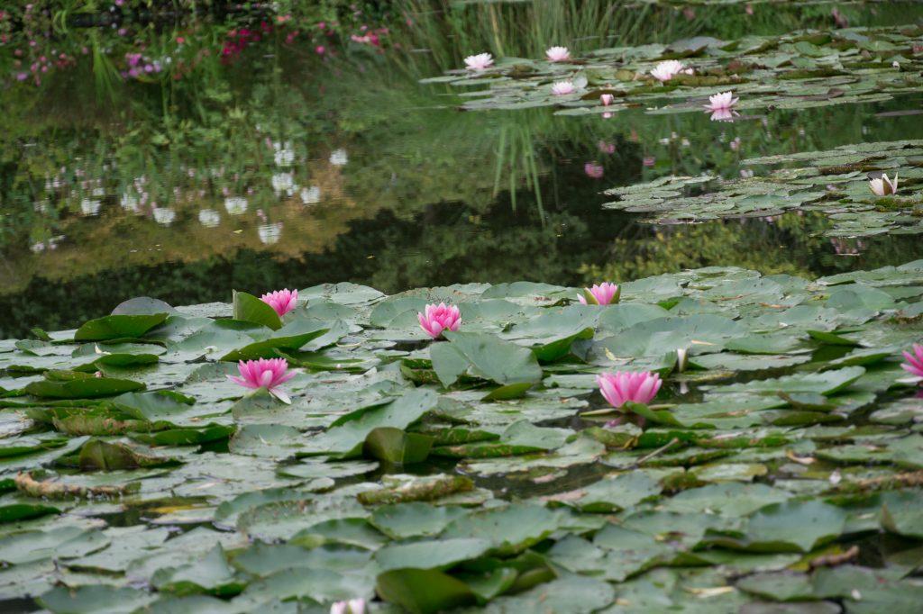Monet's garden at Giverny France- pink water lilies in the pond