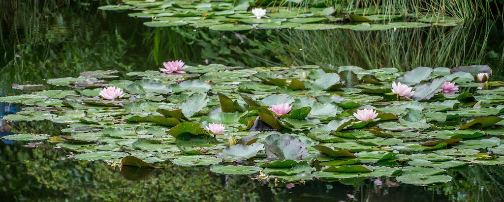Monet's garden and Giverny France - pink water lilies