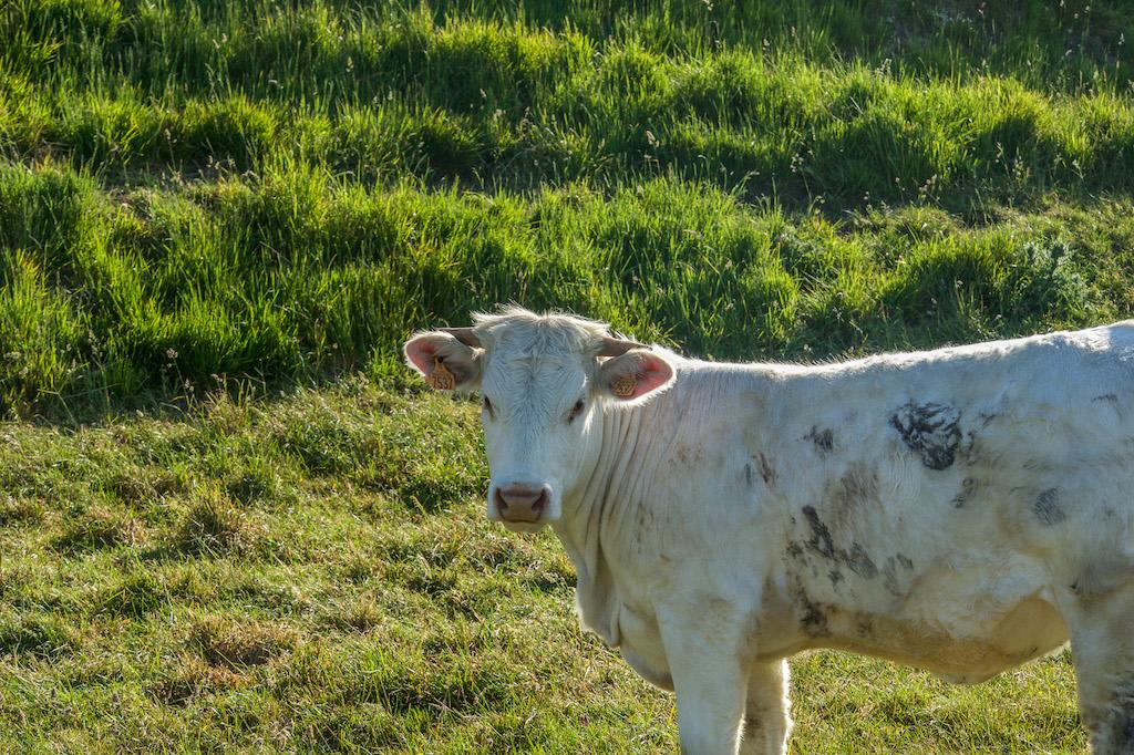 Things to do in Normandy: spot the white cows