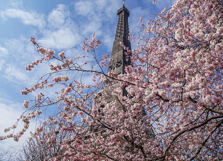 springtime in Paris - the Eiffel Tower and cherry blossoms