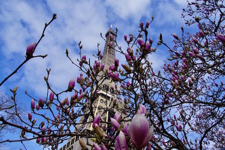 spring flowers in Paris - pink magnolias by the Eiffel Tower