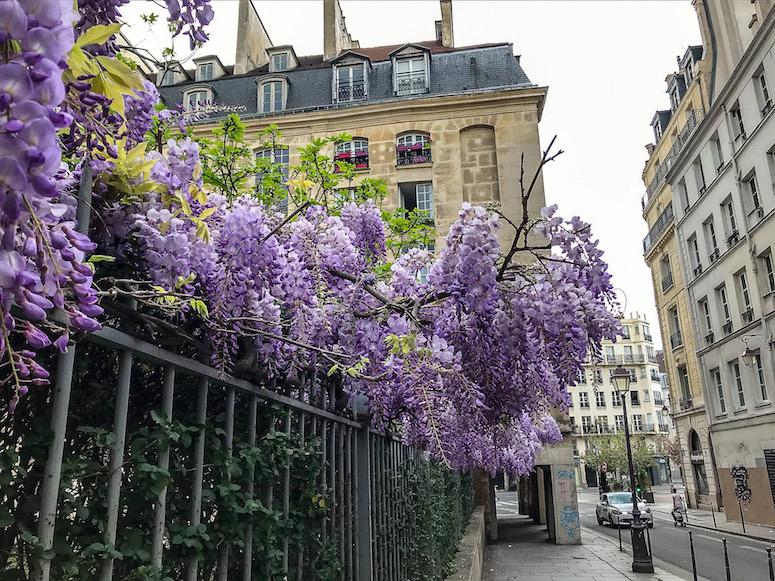 spring in Paris - see wisteria