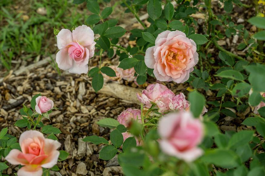 Roses at Parc de Bagatelle Paris