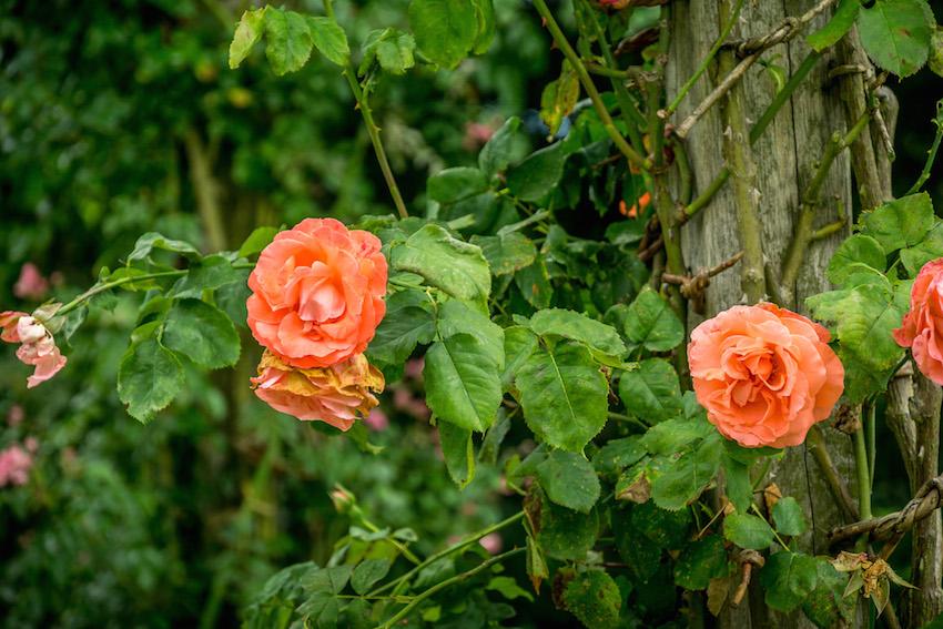 orange roses 