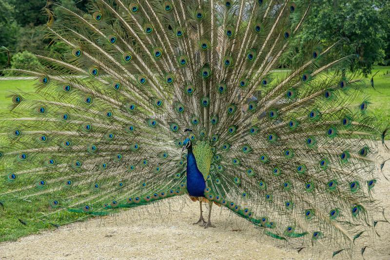 Peacock at Parc de Bagatelle Paris 