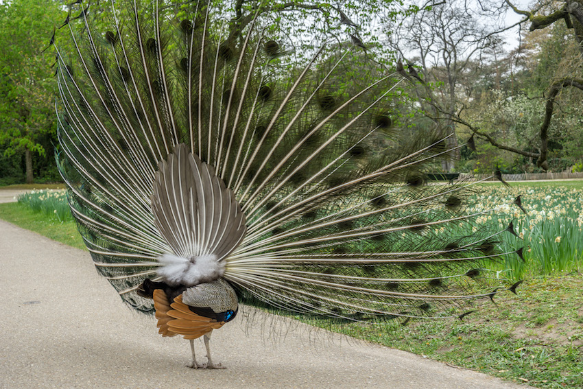 the back view of a peacock  fan