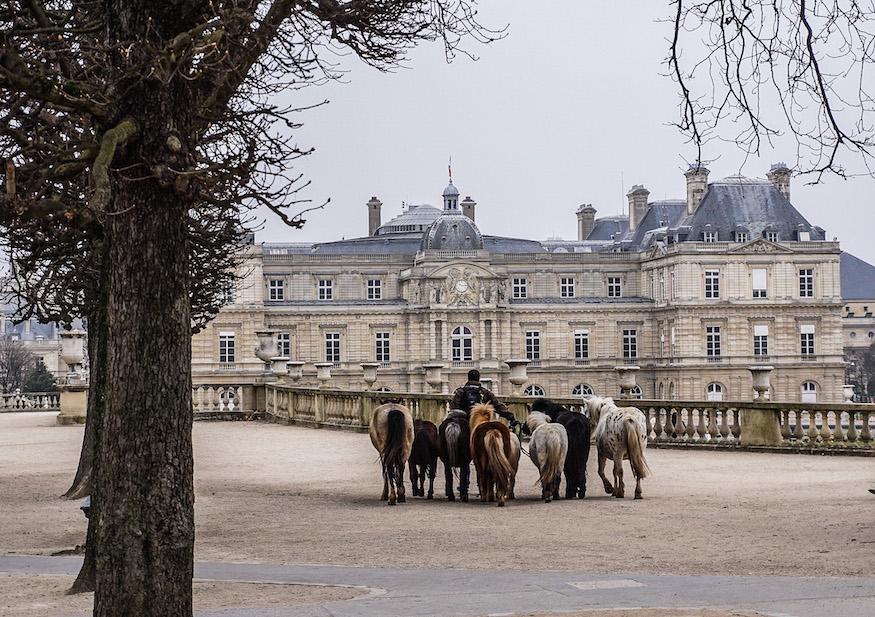 ponies arriving at the Jardin du Luxembourg