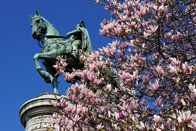 spring flowers in Paris - magnolias 