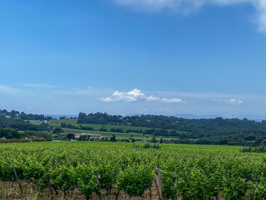 vineyard near Bormes les Mimosas