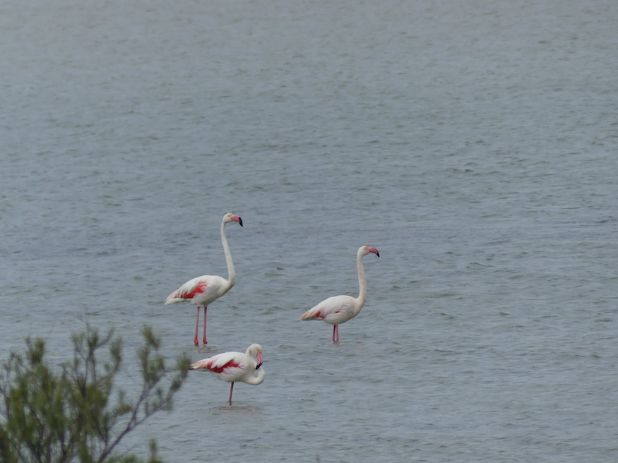 reasons to visit the Camargue - pink flamingos
