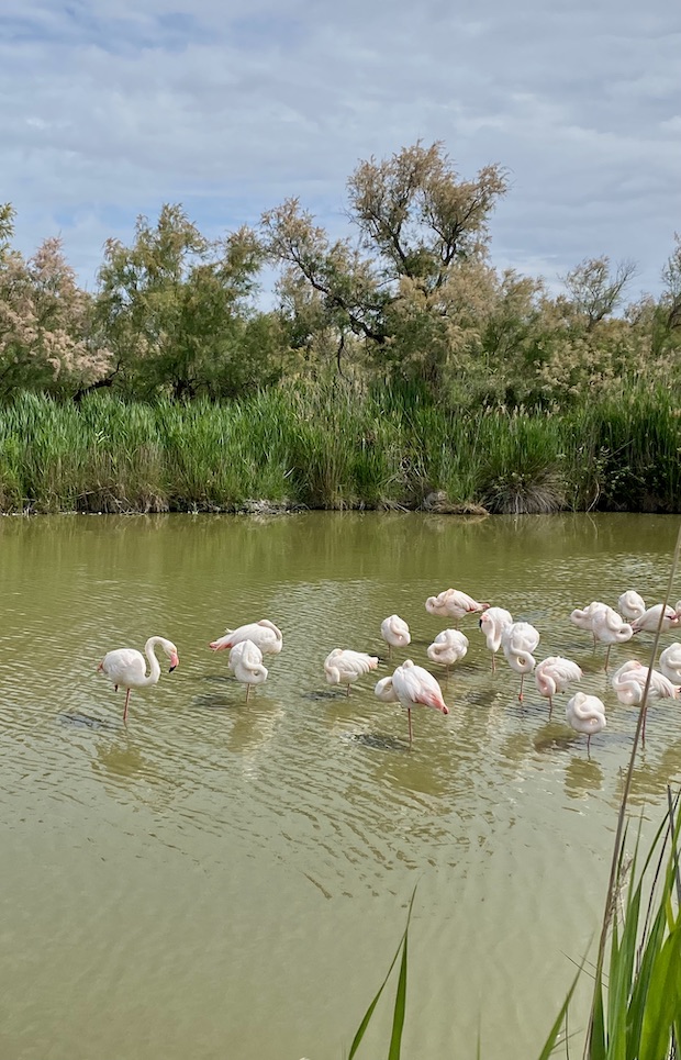 Reasons to visit the Camargue - see the flamingoes