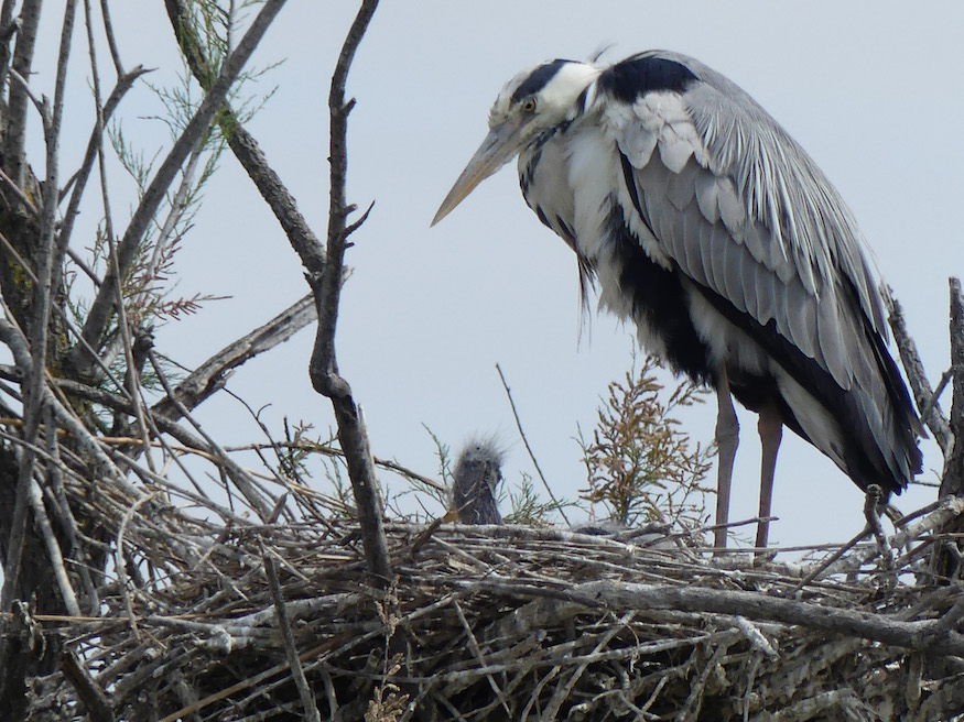 reasons to visit the Camargue - the grey Heron 