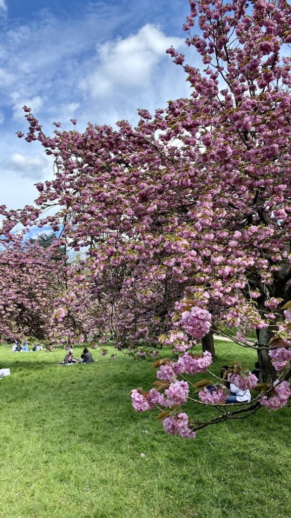 cherry blossoms at Parc de Sceaux