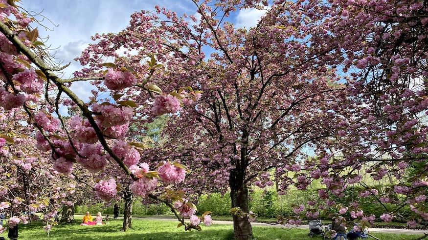 cherry blossoms at Parc de Sceaux