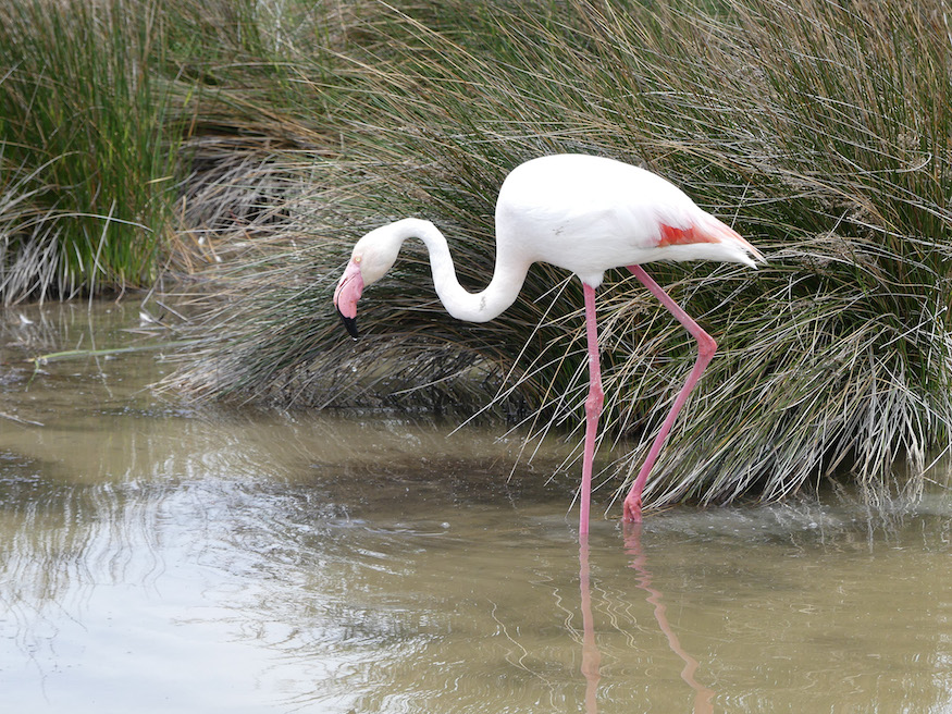 reasons to visit the Camargue - flamingo 
